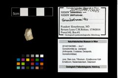 Foto (Objekt + Etikett) von Goniodromites sp.  (NHMW-GEO-2014-0194-0985)